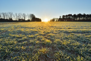 Meadow at sunrise in spring, Gottersdorf, Neckar-Odenwald-District, Odenwald, Baden Wurttemberg, Germany Meadow at sunrise in spring, Gottersdorf, Neckar-Odenwald-District, Odenwald, Baden Wurttemberg, Germany